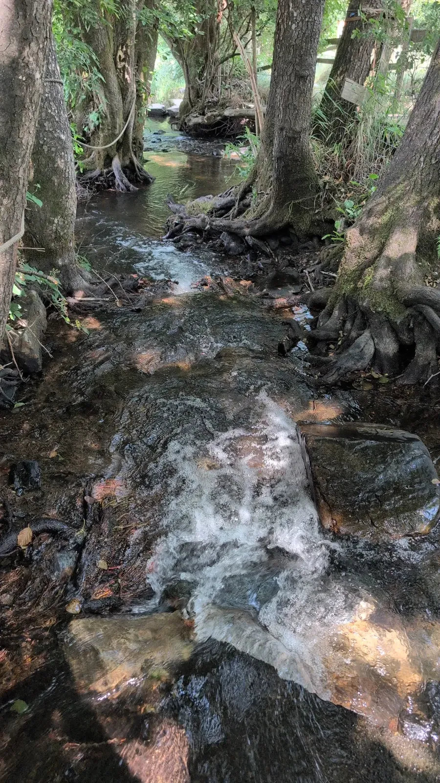 Een kleine waterval tussen stenen en wortels langs het parcours